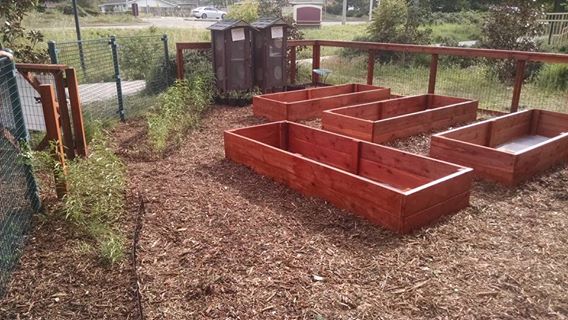 monarch butterfly garden