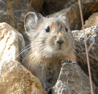 Pika a keystone species of Himalayas