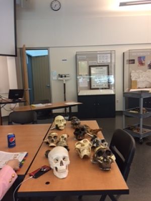 Anthro Lab Skulls