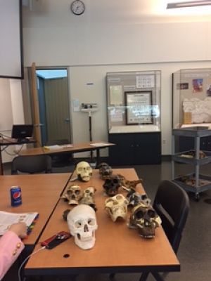 skulls on table