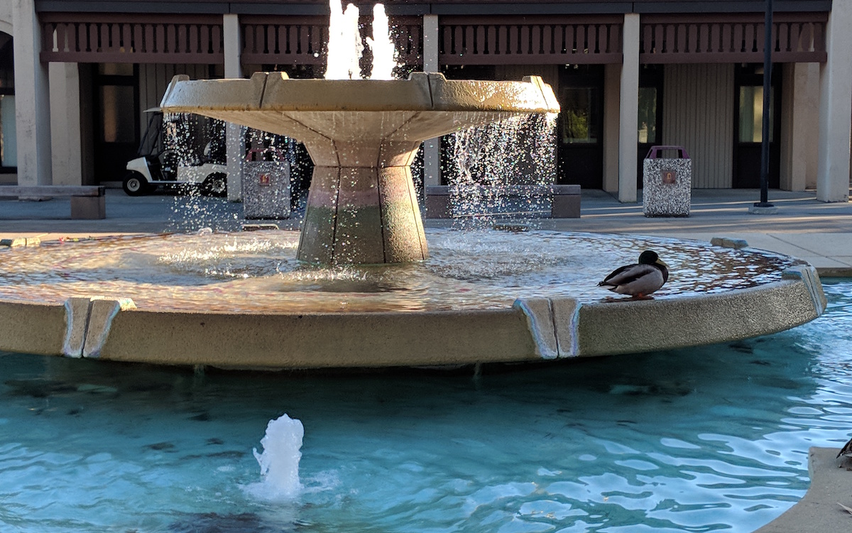 fountain duck