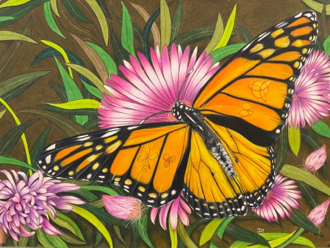 butterfly