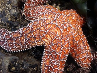 Orange starfish with white lattice pattern, on black rock