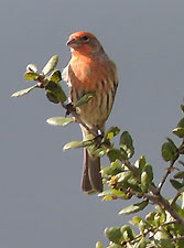 Campus Shot, House Finch